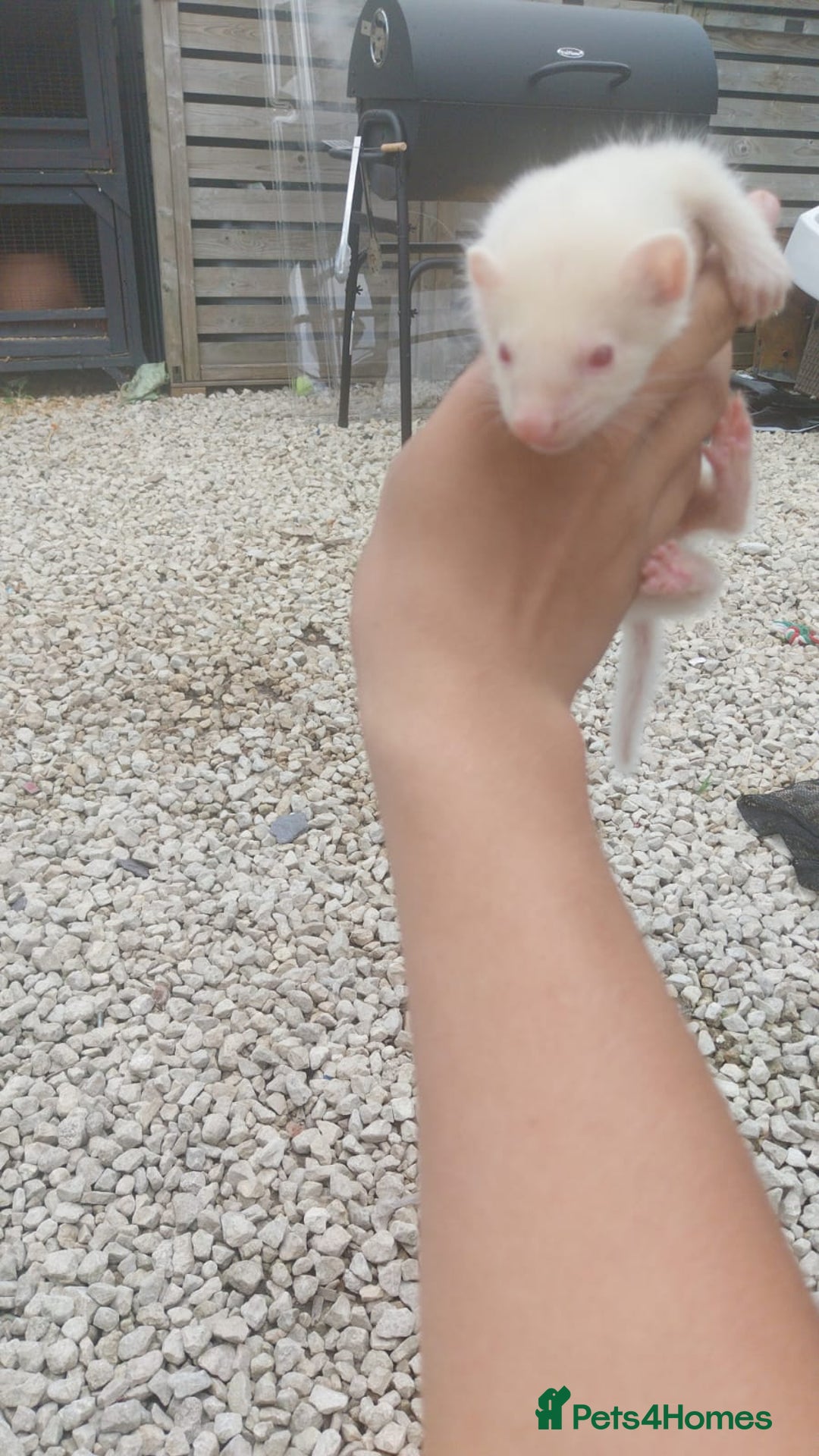 Ferret rodents for sale: Ferret  - Image 4