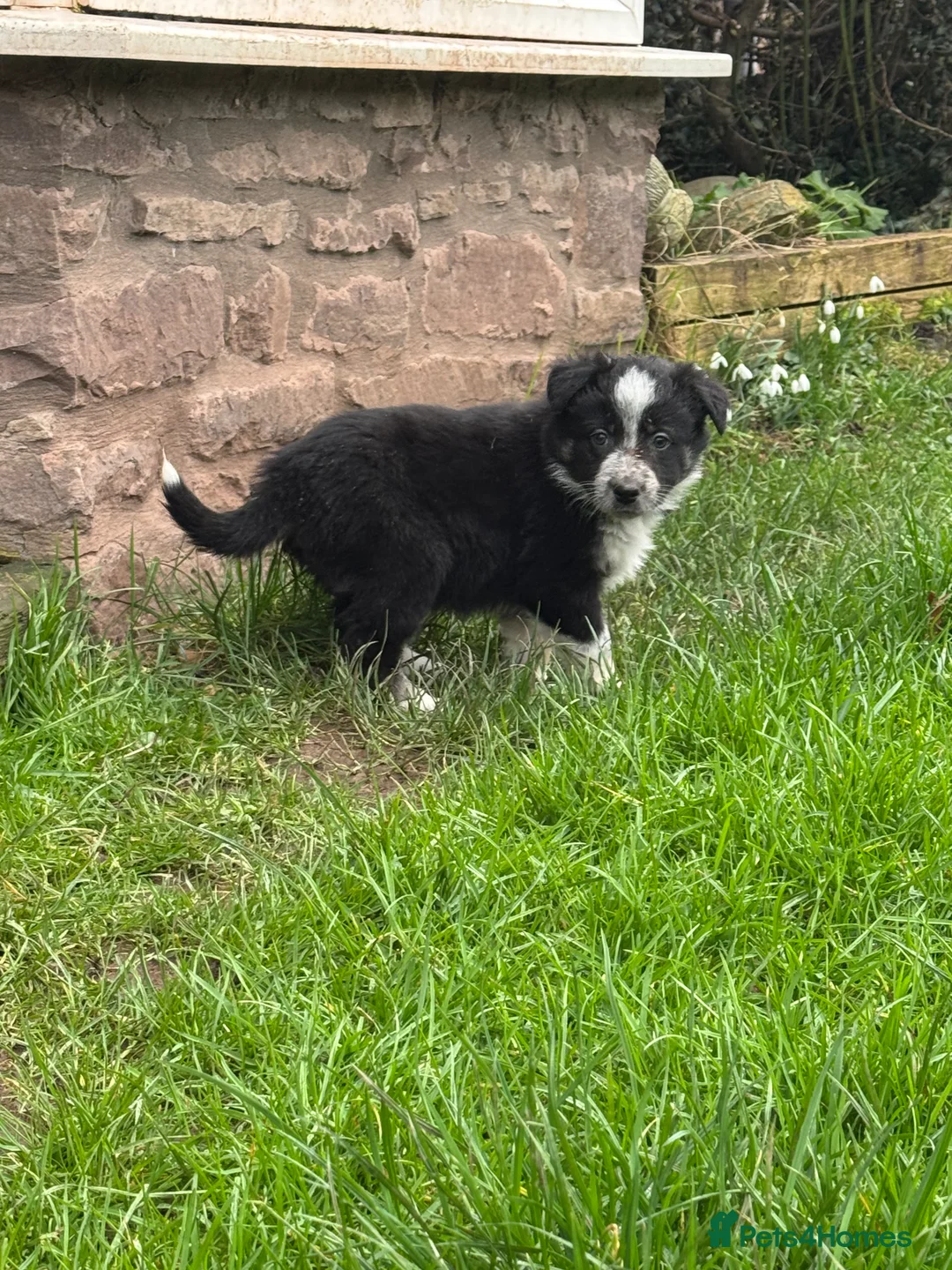 Border Collie dogs for sale: Border collie pups ready from 20th February  - Advert 18