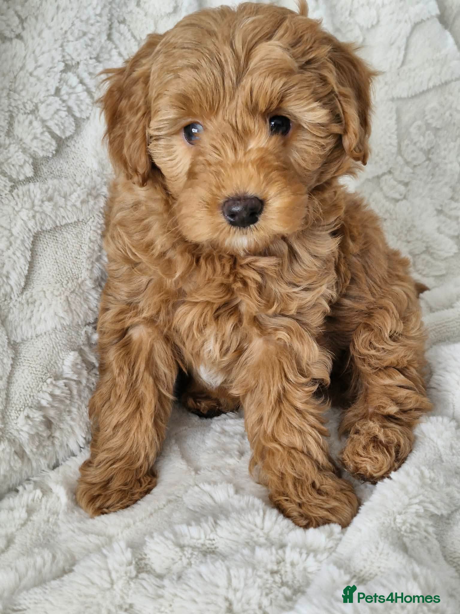 Goldendoodle dogs Mini/toy F1b Goldendoodle *only 2 girls available* - Advert 4