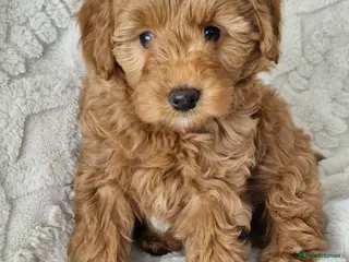 Goldendoodle dogs Mini/toy F1b Goldendoodle *only 2 girls available* - Advert 11