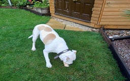 American Bulldog dogs for sale: Beautiful American Bulldog - Image 2