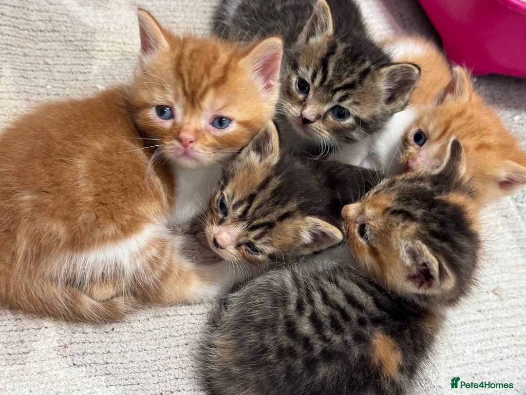 Persian cats for sale:  6 Persian kittens  - Image 10