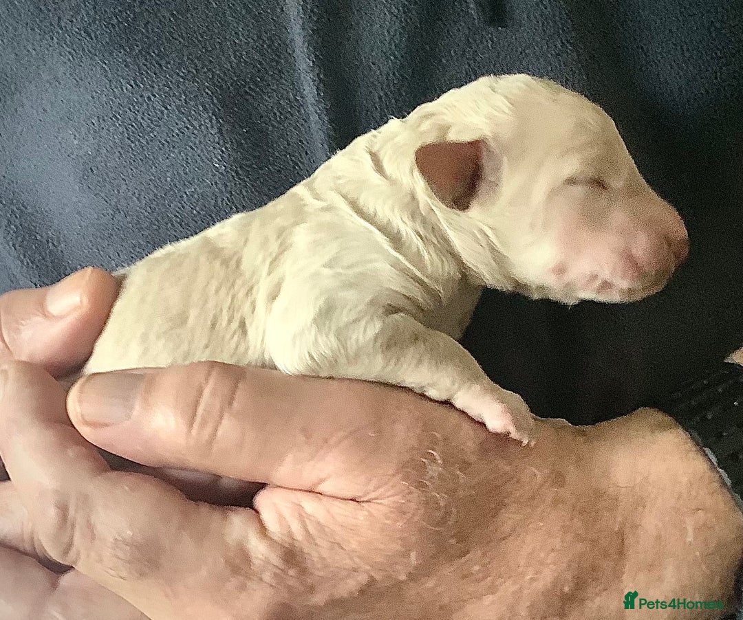 Standard Poodle dogs for sale: KC Standard Poodle Puppies - Image 9