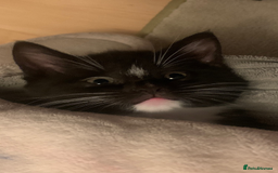 Mixed Breed cats for sale: ✨Playful Kittens Ready for Their Forever Homes! - Image 1