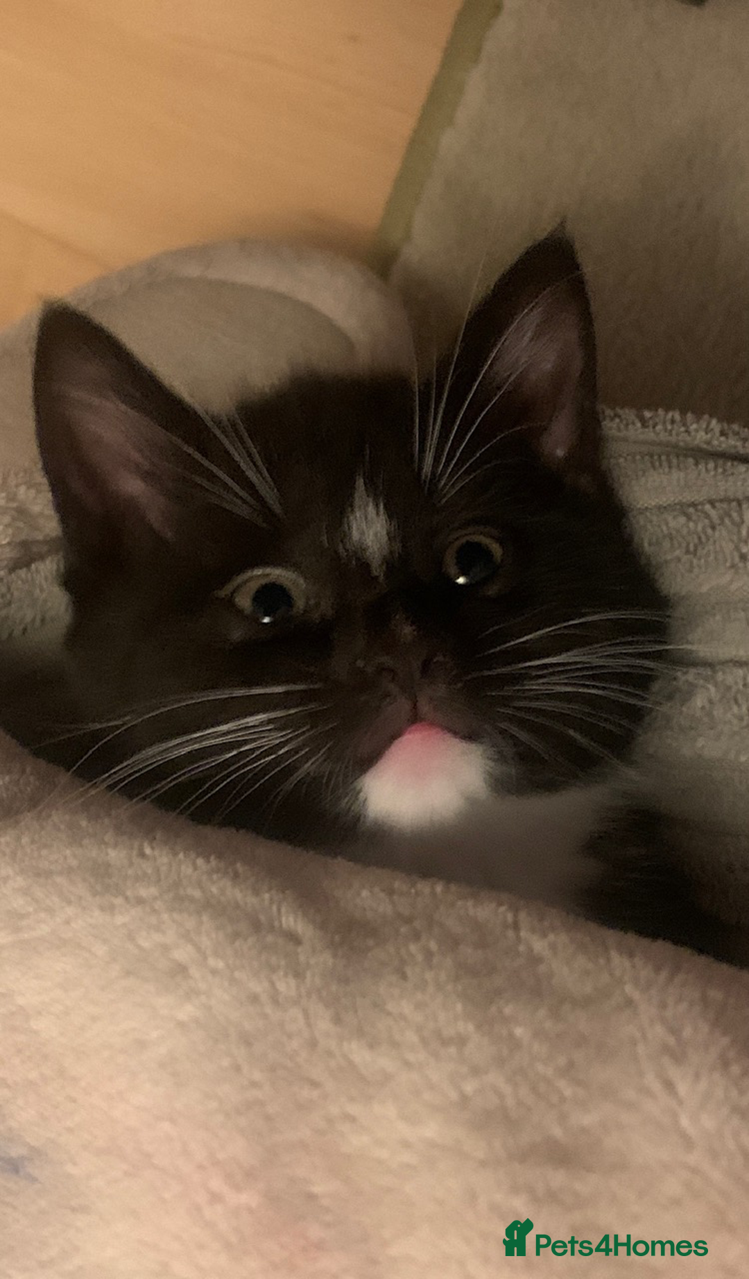 Mixed Breed cats for sale: ✨Playful Kittens Ready for Their Forever Homes! - Image 1