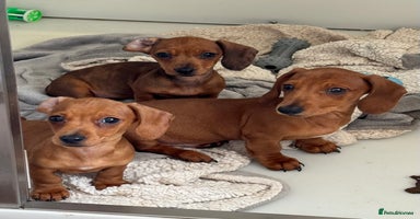 Miniature Dachshund dogs in Tiverton - Advert 9