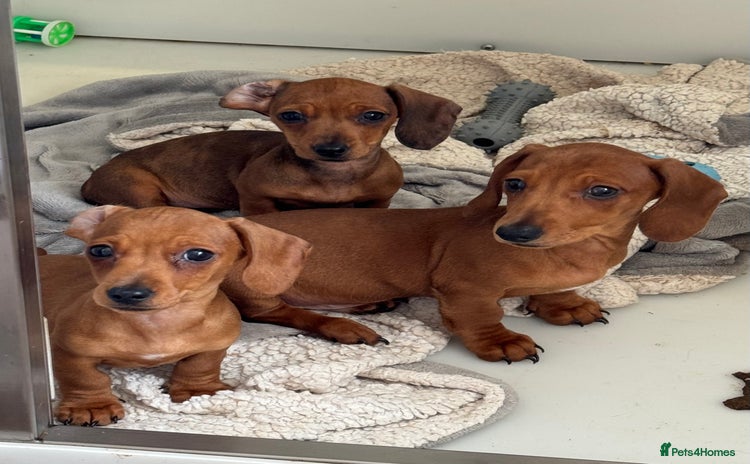 Miniature Dachshund dogs in Tiverton - Advert 16