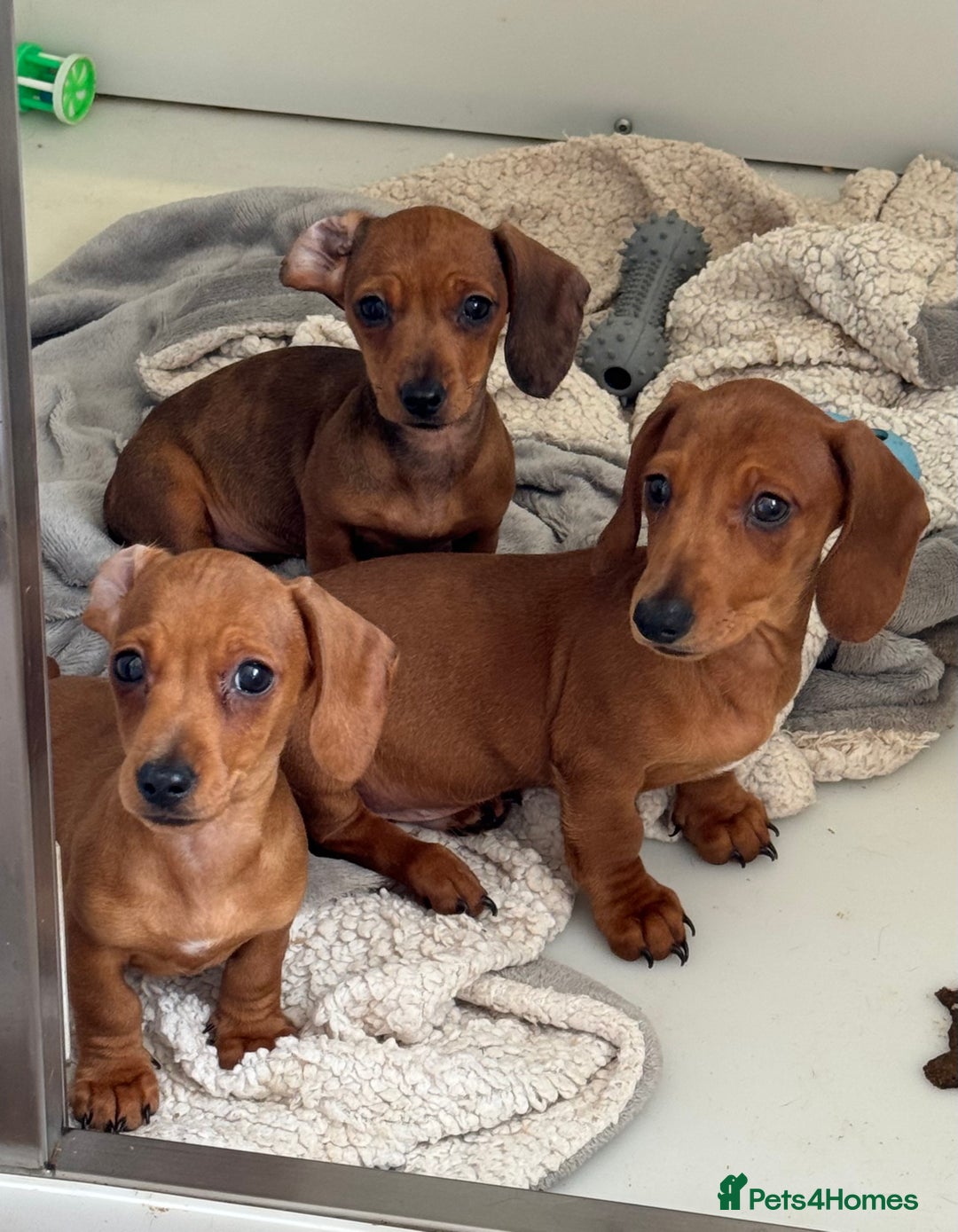 Miniature Dachshund dogs for sale: KC reg Miniature Dachshunds ready to go! in Tiverton - Image 1