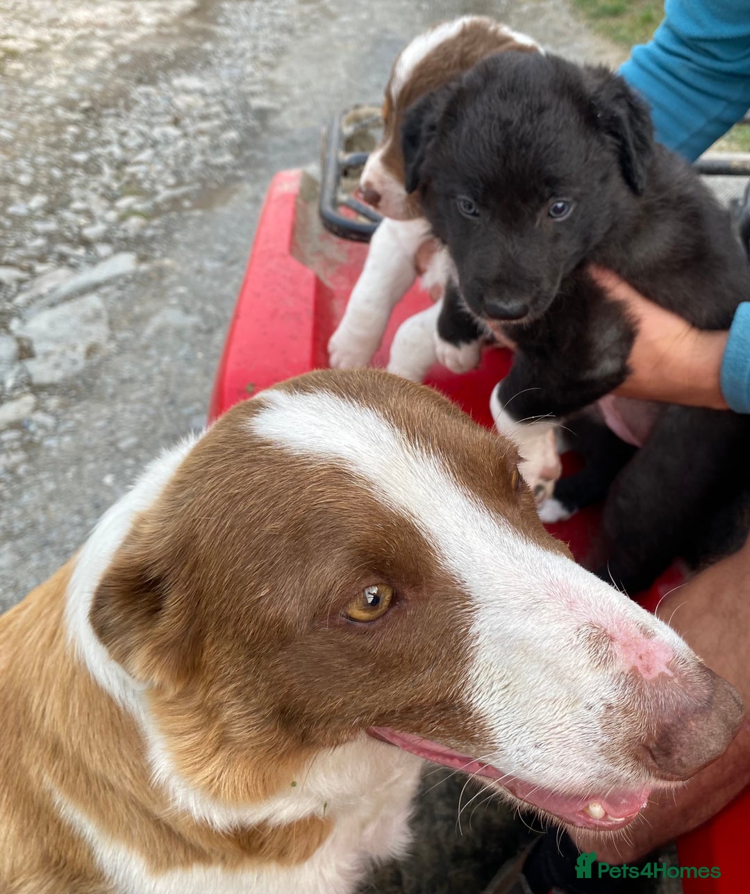 Welsh Collie dogs for sale: Welsh Collie Puppies  - Image 7