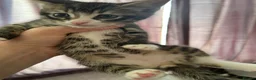 Mixed Breed cats for sale: 3 Playful beautiful kittens, 1 girl 2 boys - Advert 3