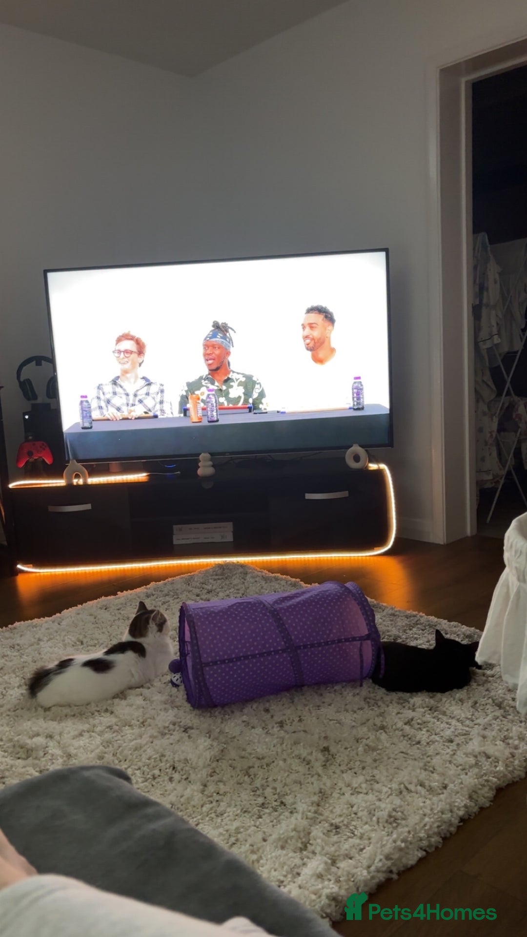 Mixed Breed cats for sale: 2 cats for free  - Advert 7