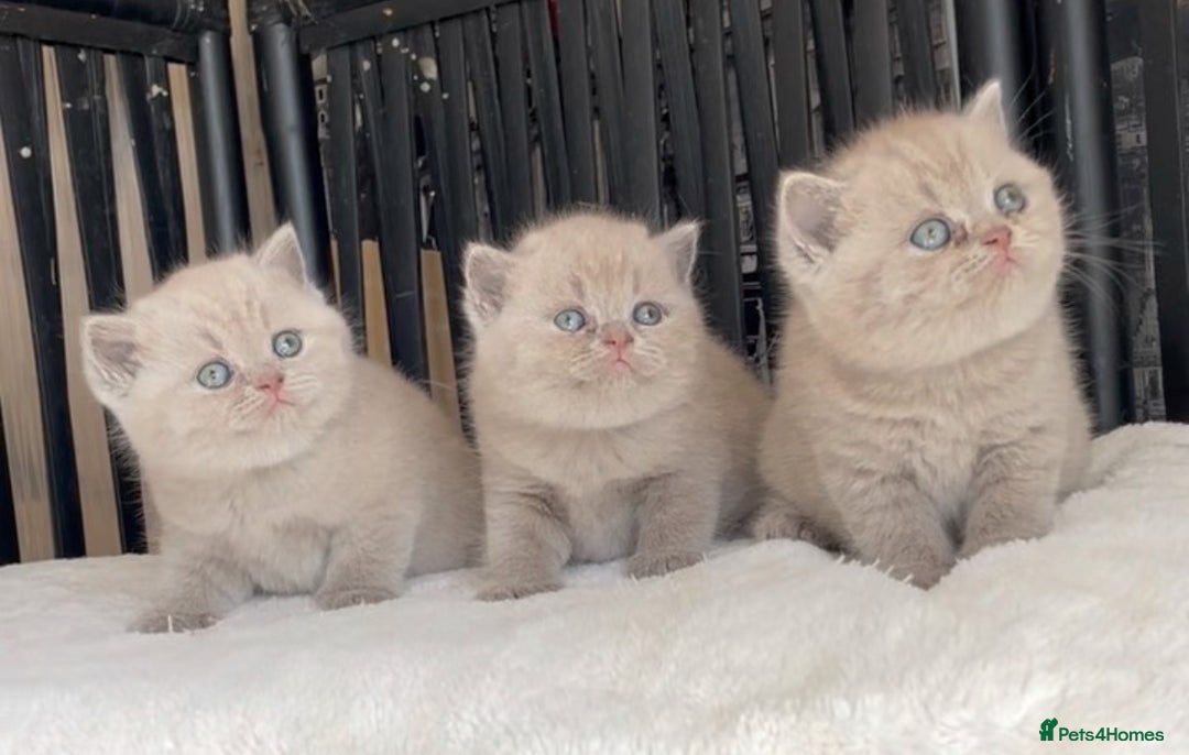 British Shorthair cats for sale:  Absolutely Beautiful BSH Champion Line kittens  - Image 4