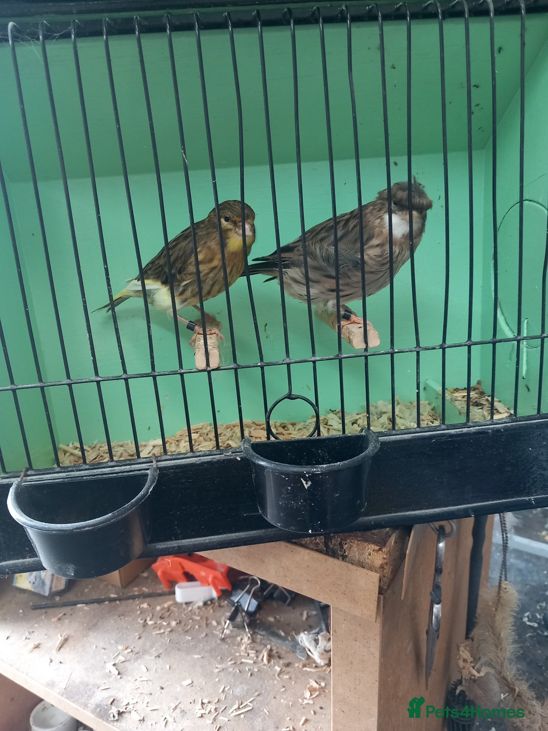 Canaries birds for sale: Canaries - Image 4
