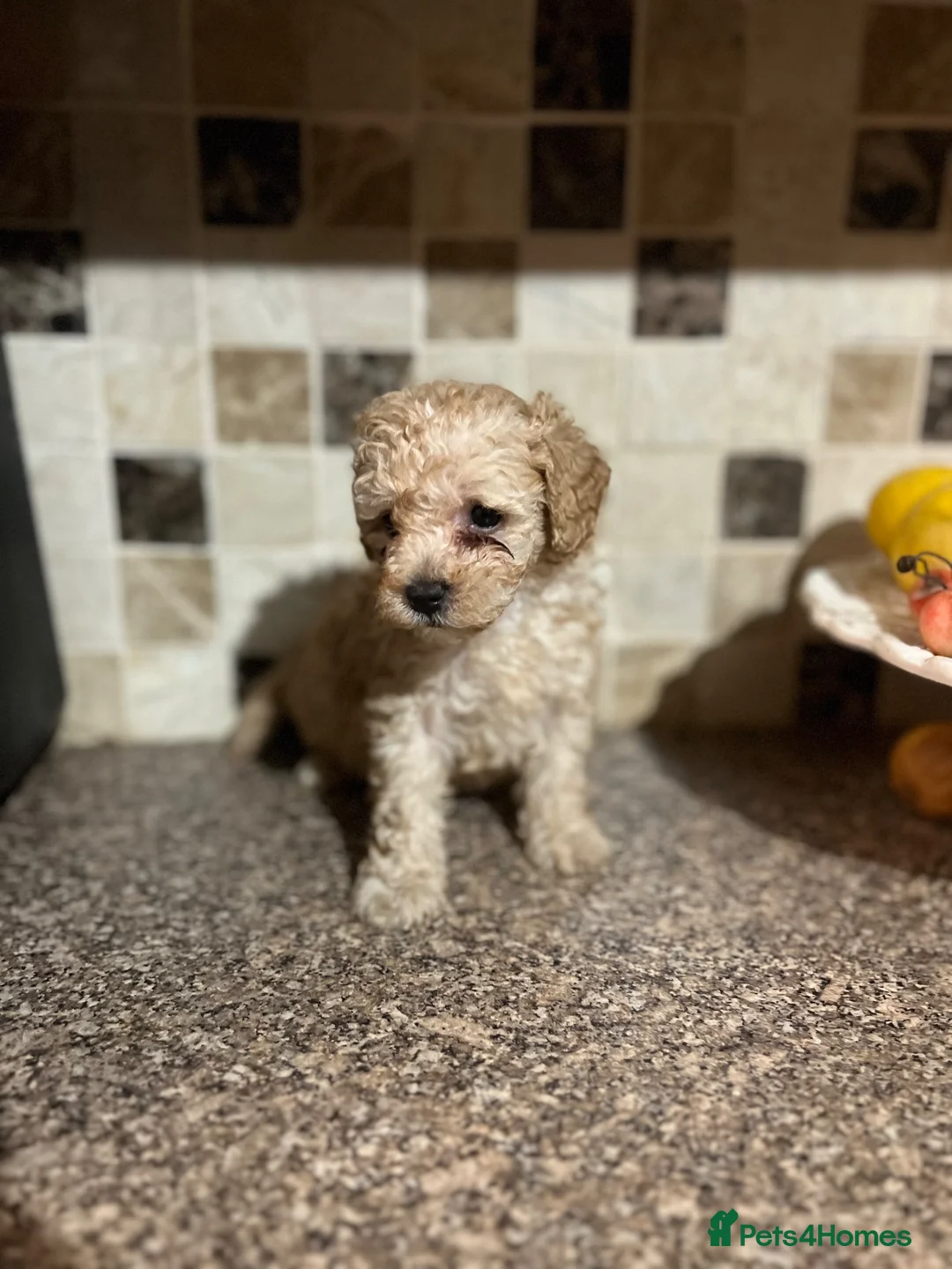 Poochon dogs for sale: Poochon - Advert 2