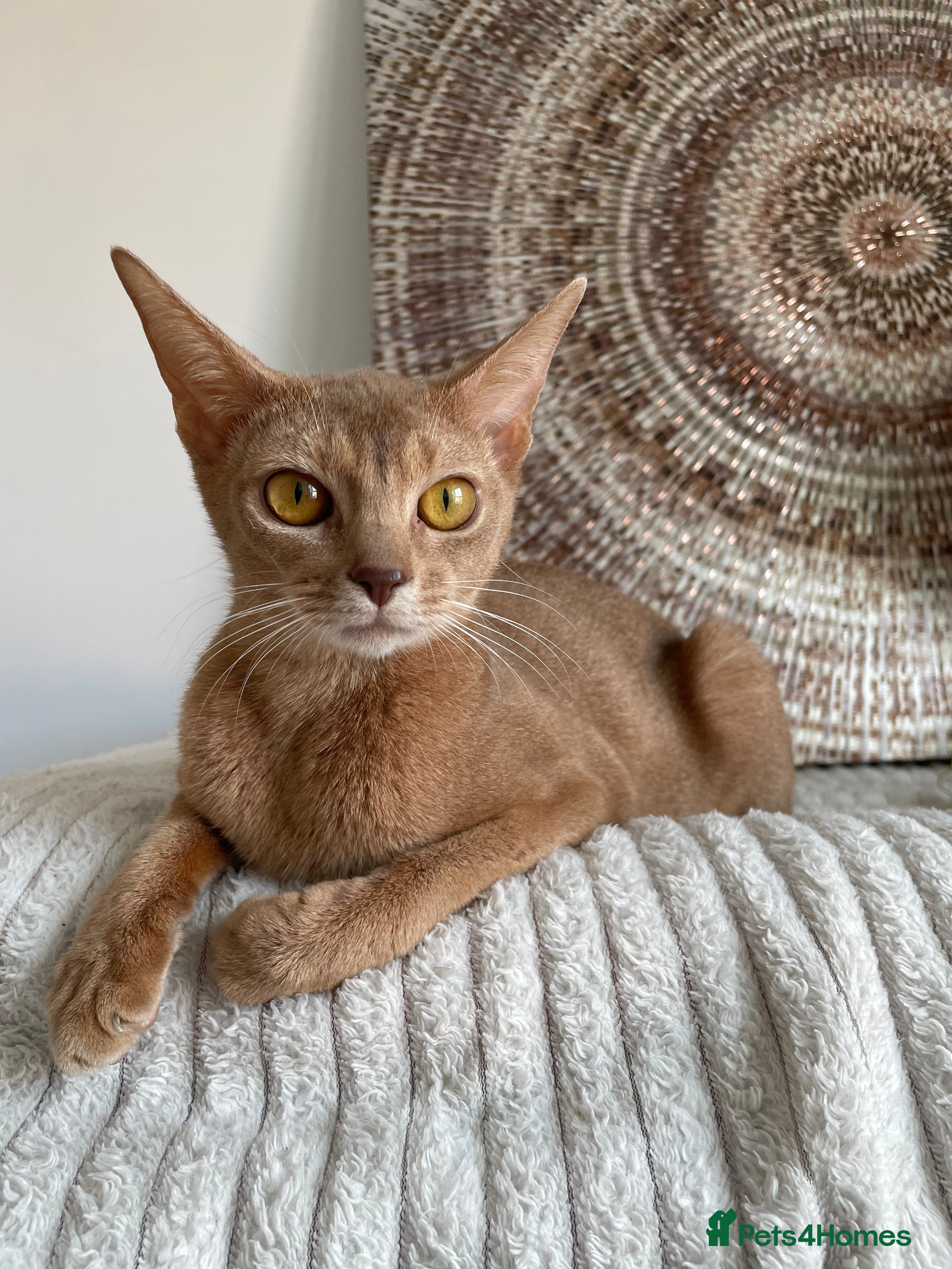 Abyssinian cats TICA TRIPPLE GRAND CHAMPION ABYSSINIAN GIRL - Advert 1