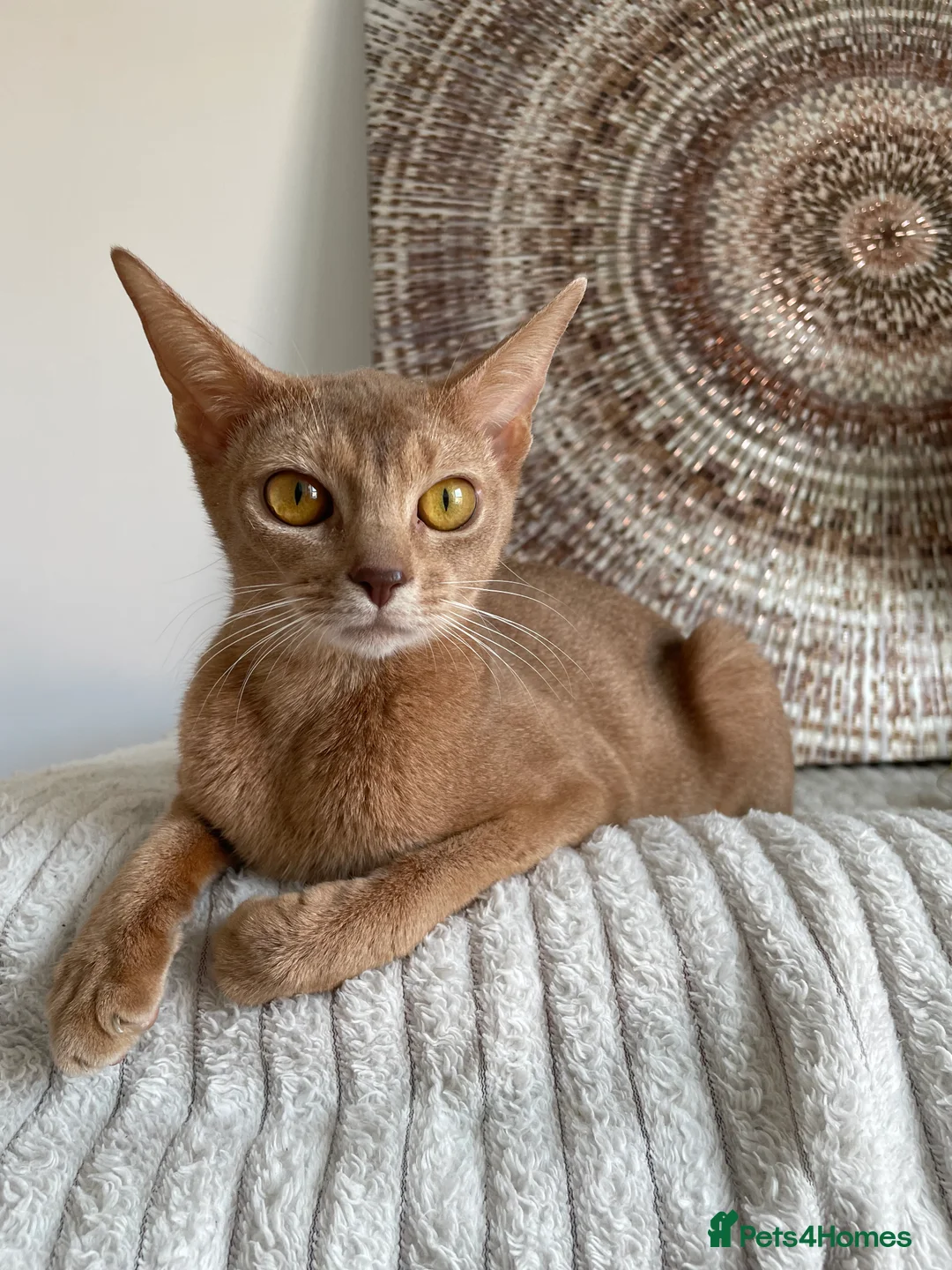 Abyssinian cats for sale: TICA TRIPPLE GRAND CHAMPION ABYSSINIAN GIRL - Advert 2