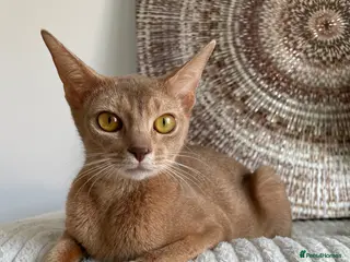 Abyssinian cats TICA TRIPPLE GRAND CHAMPION ABYSSINIAN GIRL - Advert 1