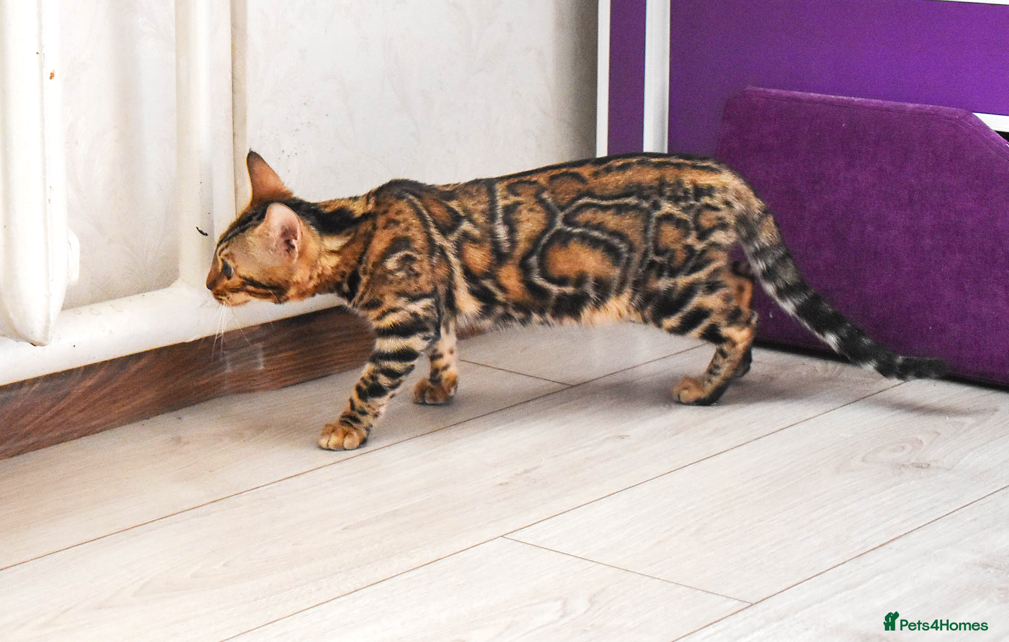 Bengal cats Import Bloodline Snow & Brown Clouded Bengals in Nelson - Advert 13