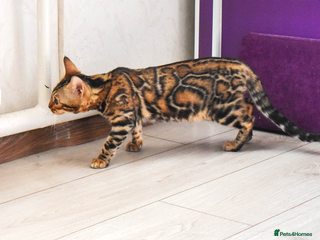 Bengal cats Import Bloodline Snow & Brown Clouded Bengals in Nelson - Advert 17
