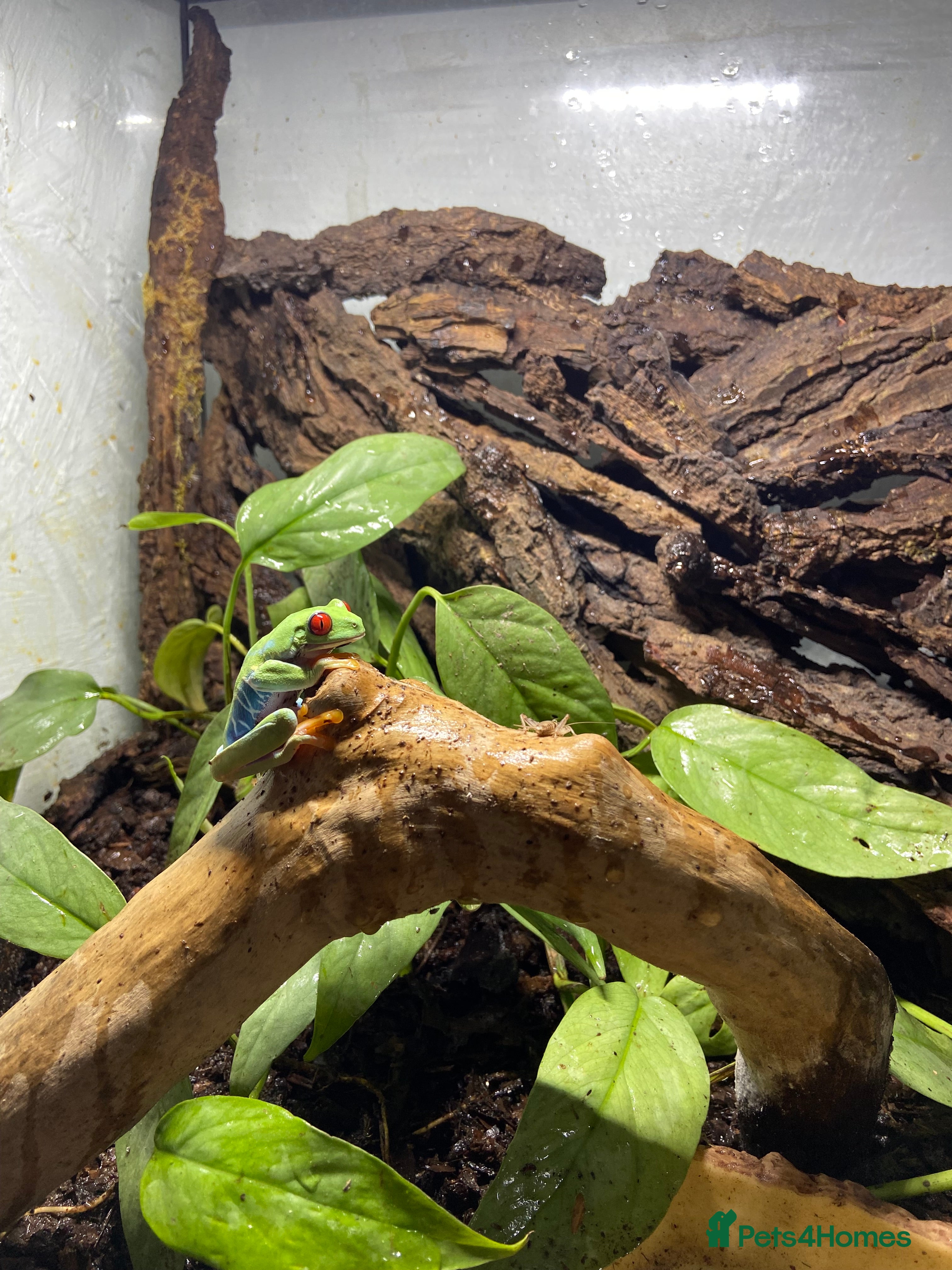 Frog reptiles Redeye tree frog  - Advert 1