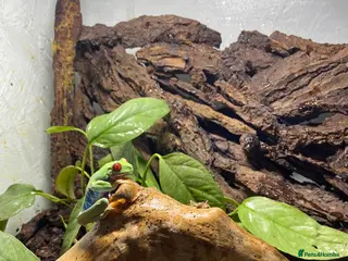 Frog reptiles for sale: Redeye tree frog - Advert 2