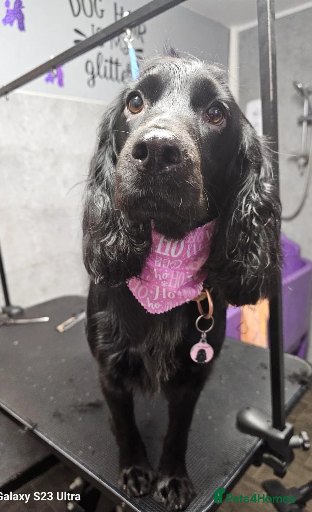 Cockapoo dogs for sale: Beautiful f1 cockapoo puppies  - Advert 2
