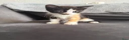 Domestic Shorthair cats for sale: 4 Adorable Domestic Shorthair Kittens - Advert 30