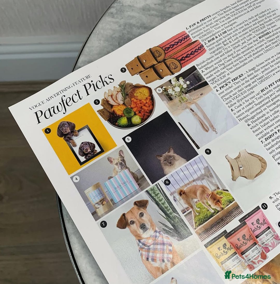 French Bulldog dogs for sale: Pablo - Advert 21