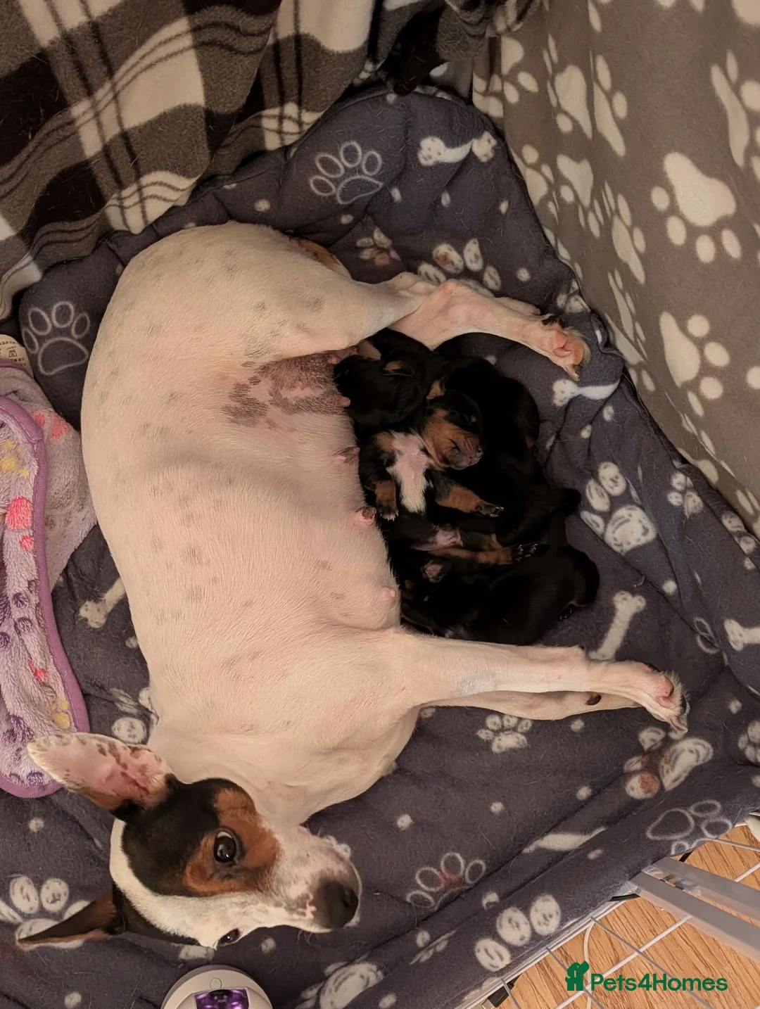 Jackshund dogs for sale: 3 Puppies for sale in Elgin - Advert 1