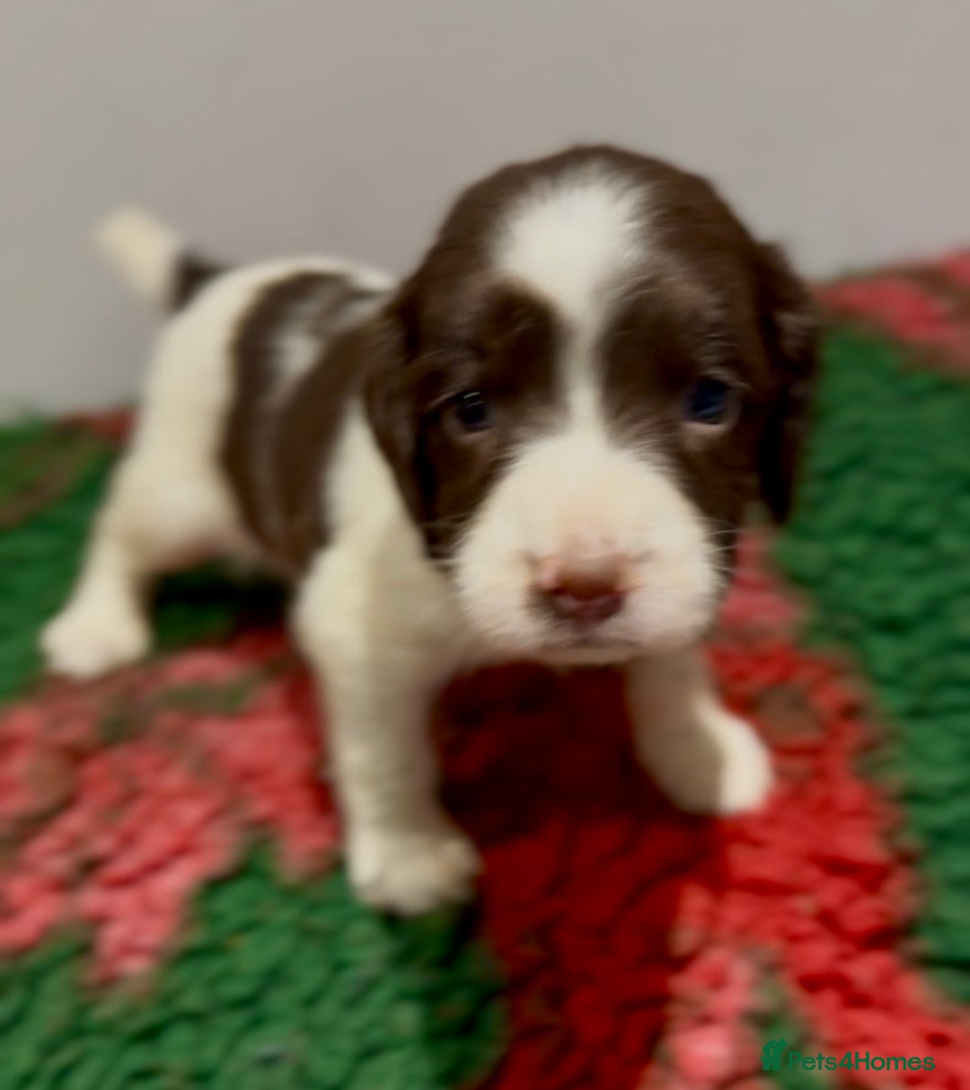 English Springer Spaniel dogs for sale: KC Working English springer spaniel puppies - Advert 9