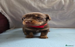 Mixed Breed dogs for sale: Beautiful Jack Russell x Chihuahua Puppies  - Image 8