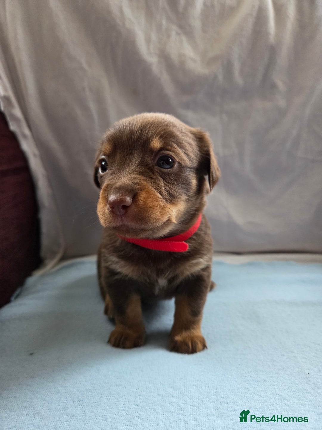 Mixed Breed dogs for sale: Beautiful Jack Russell x Chihuahua Puppies  - Image 8