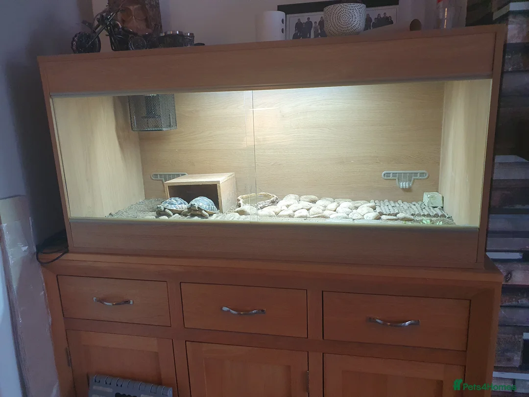 Tortoise reptiles for sale: 2 x herman tortoises  - Advert 3