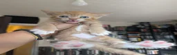 Mixed Breed cats for sale: 2 beautiful ginger kittens in Northwood - Advert 3