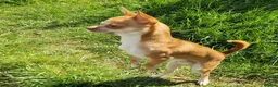 Chihuahua dogs for stud: Paco - Very active male for stud - Advert 3