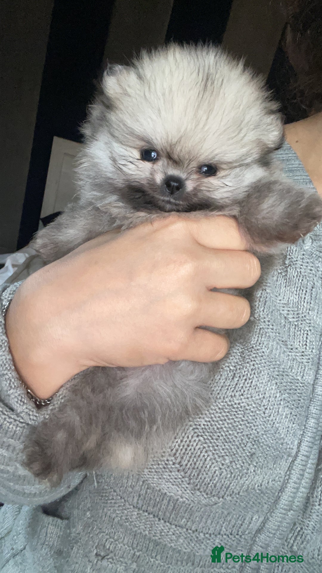 Pomeranian dogs for sale: RARE colour CHAMPION line Pomeranian puppy Pup - Advert 14