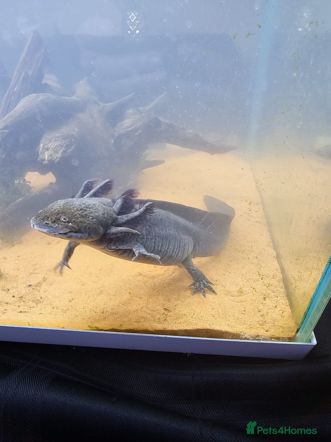 Axolotl reptiles for sale: 2 axalotols - Advert 4