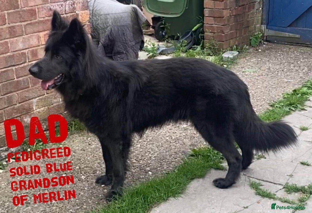 German Shepherd dogs for sale: Stunning white puppy 6 months old ready now in Horsham - Image 31