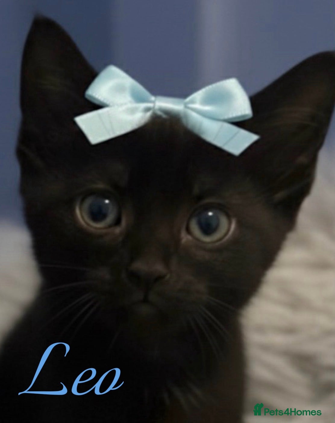 Mixed Breed cats Little boy ready now  - Advert 8