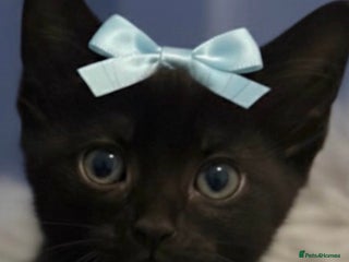 Mixed Breed cats Little boy ready now - Advert 8