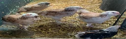 Chickens poultry for sale: Salmon Faverolle Hens for sale - Pure breed - Advert 2