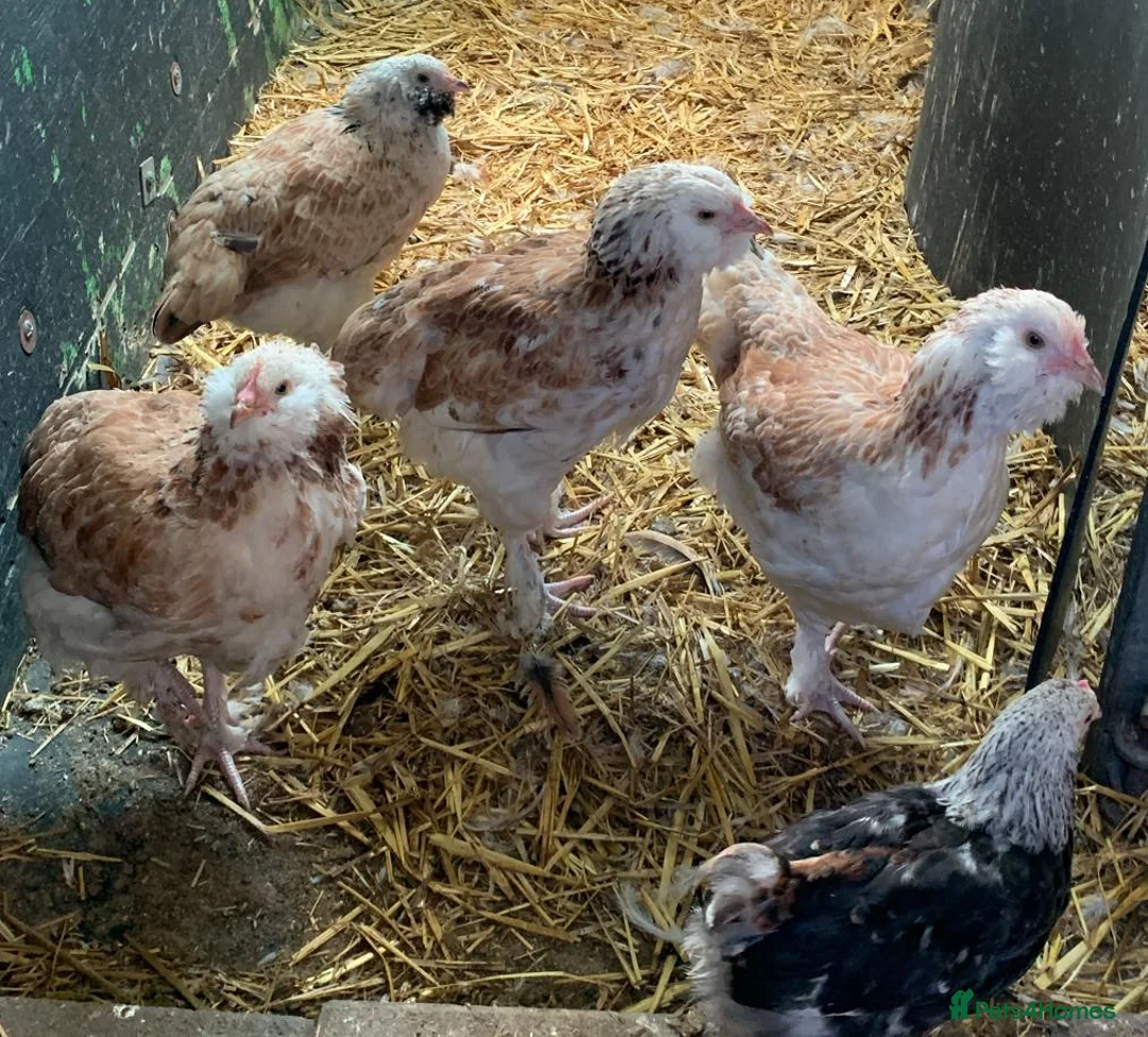 Chickens poultry for sale: Salmon Faverolle Hens for sale - Pure breed - Advert 2