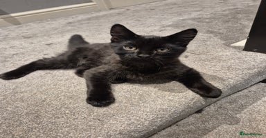 Mixed Breed cats - Advert 15