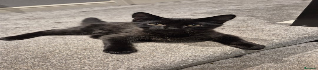 Mixed Breed Kitten 1