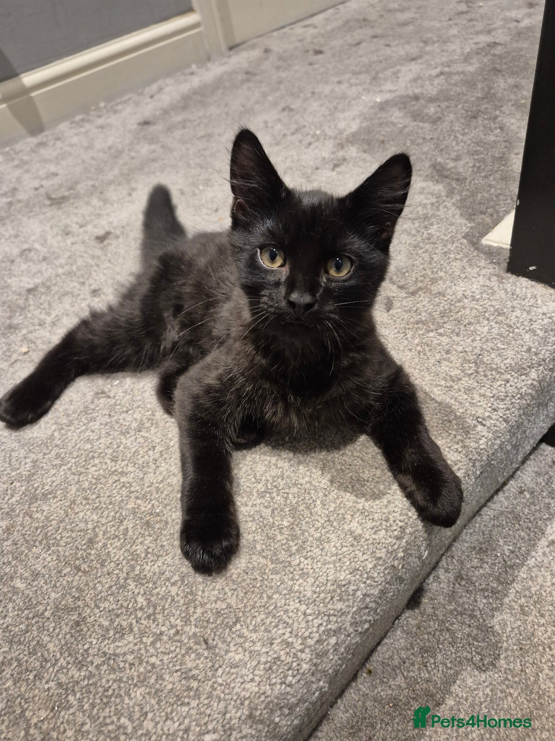 Mixed Breed cats for sale: Kittens for sale - Image 3