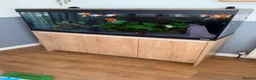 Fancy Goldfish fish for sale: Fluval Roma 240 complete fancy goldfish aquarium  - Advert 1