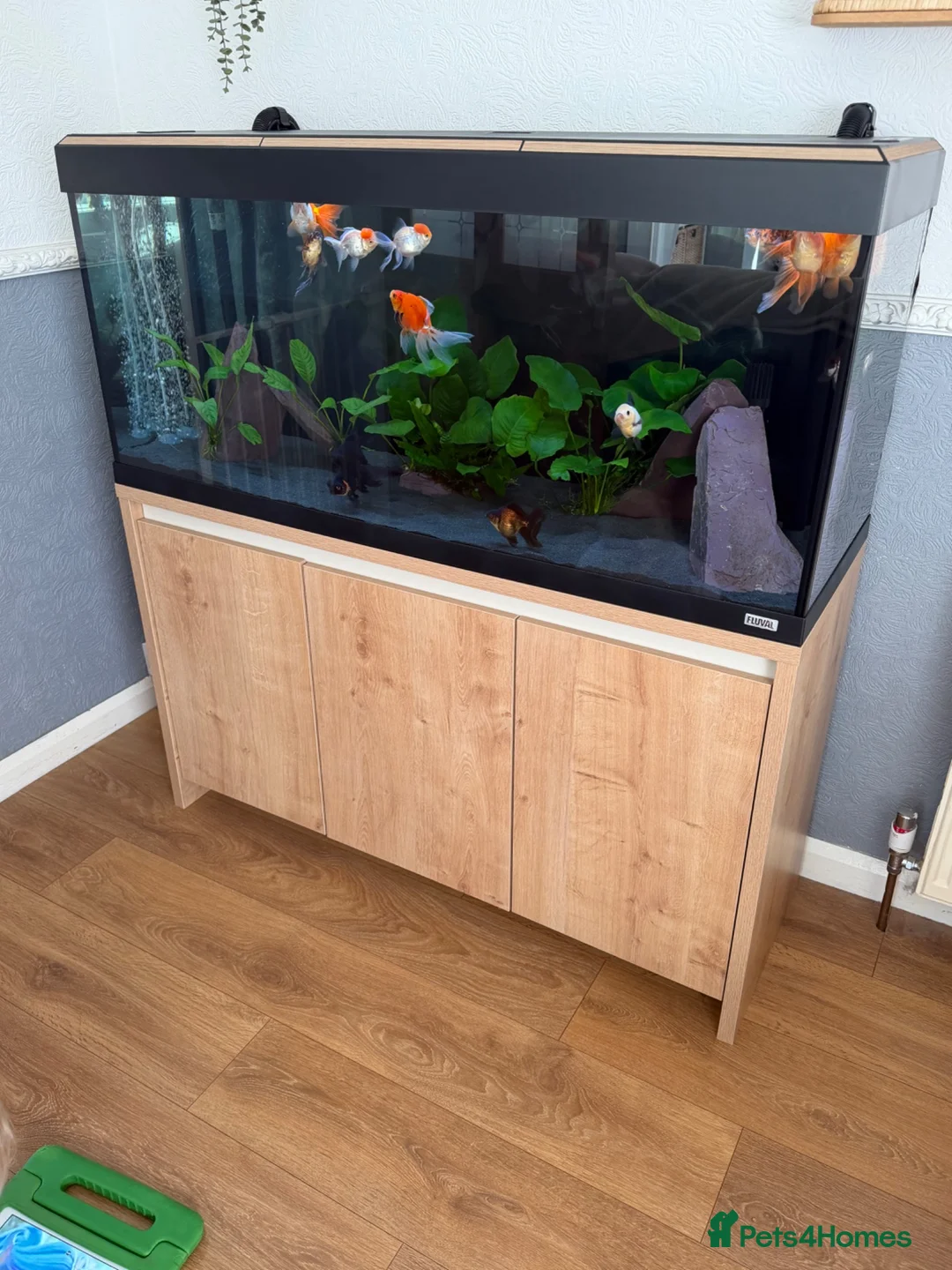 Fancy Goldfish fish for sale: Fluval Roma 240 complete fancy goldfish aquarium  - Advert 1