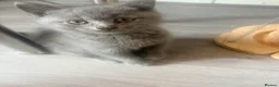 British Shorthair cats for sale:   L  Affectionate British Shorthair kittens - Advert 4