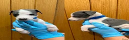 Whippet dogs for sale: STUNNING BLUE KC WHIPPETS in Houghton le Spring - Advert 6