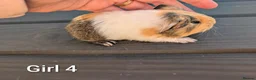 Guinea Pig rodents for sale: Funky babies  in Washington - Advert 6
